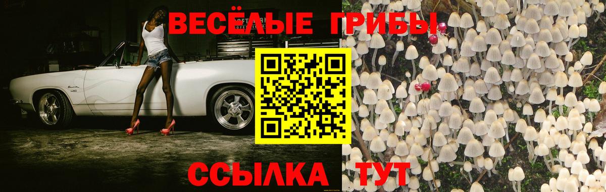 Королёв  Псилоцибиновые грибы Psilocybe  Вход с VPN 